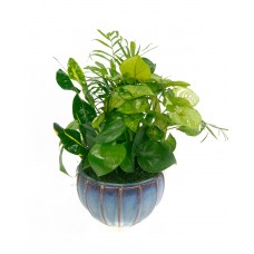 Dish Garden 6" Ceramic